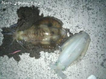 水烏賊