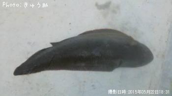 舌平目