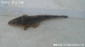 マゴチ