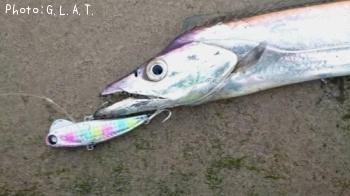 太刀魚