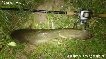 ナマズ