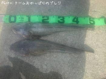 マゴチ