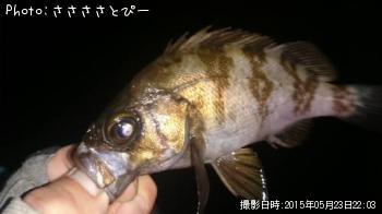 メバル＆シーバス