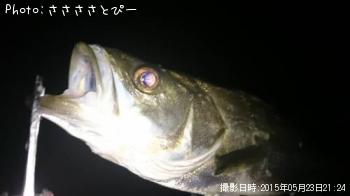メバル＆シーバス