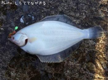 カレイ