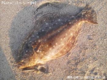 ヒラメ