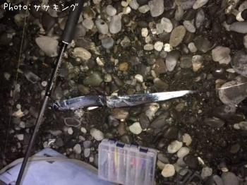 タチウオ