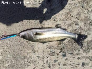 セイゴ