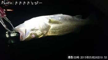 メバル＆シーバス