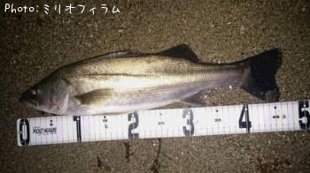 シーバス
