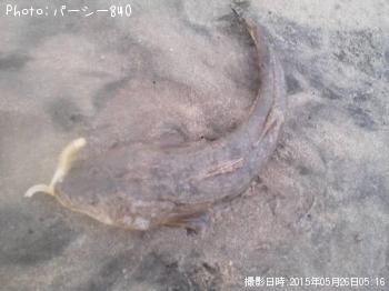 マゴチ
