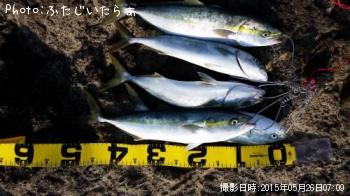 イナダ