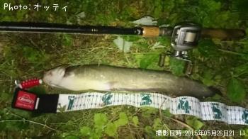 ナマズ