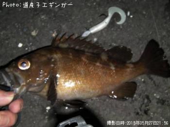 メバル