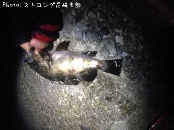 メバル