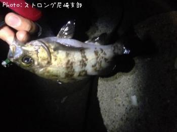 メバル