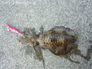 水烏賊