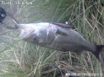 シーバス