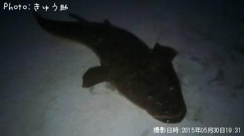 マゴチ