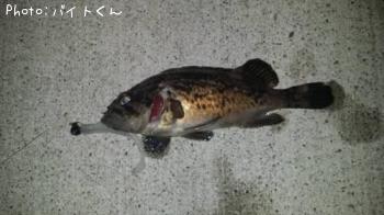 クロソイ