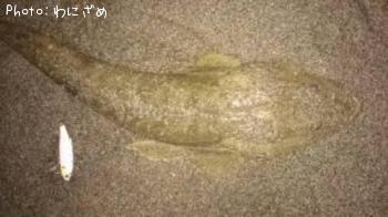 マゴチ