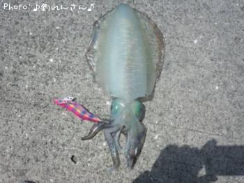 屨±