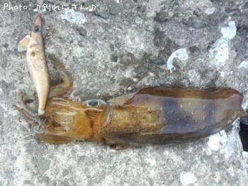水烏賊