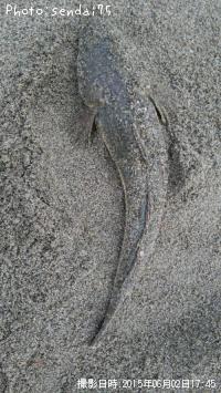 ޥ