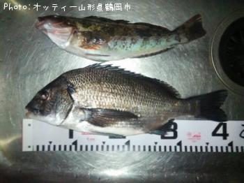 クロダイ
