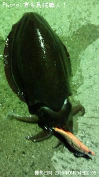 モンゴウイカ