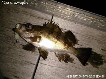 メバル