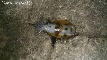 アオリイカ