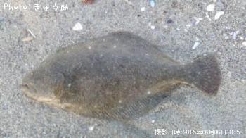 ヒラメ