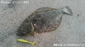 ヒラメ