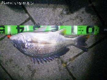 キビレ
