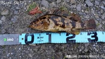 タケノコメバル