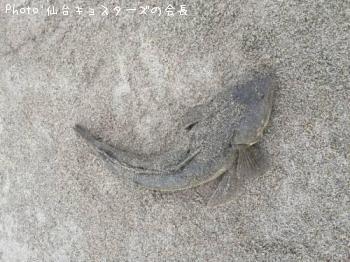 マゴチ