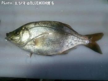 ウミタナゴ