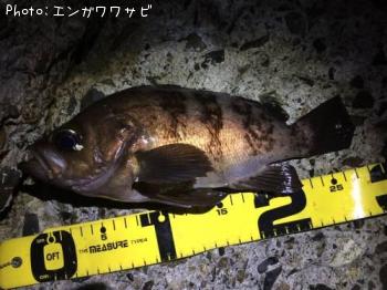 メバル