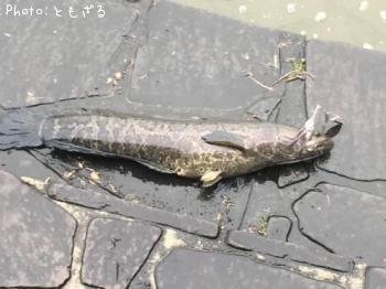 雷魚
