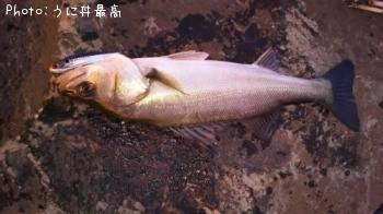 シーバス