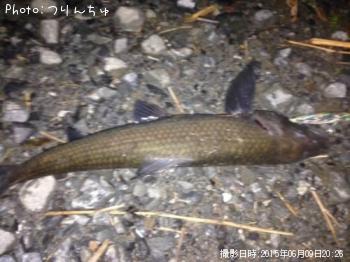ライギョ