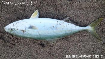 ʥ