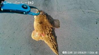 マゴチ