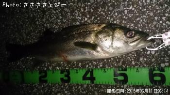 シーバス