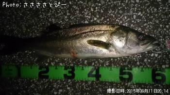 シーバス
