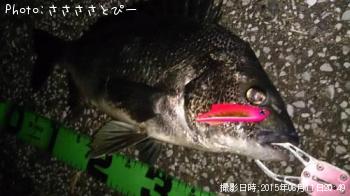 クロダイ