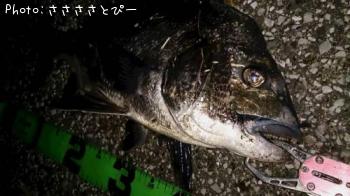 クロダイ