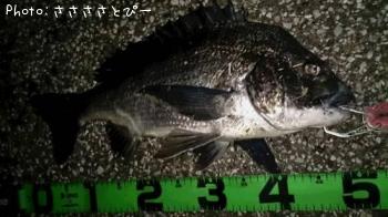 クロダイ