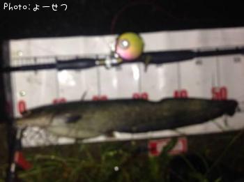 ナマズ